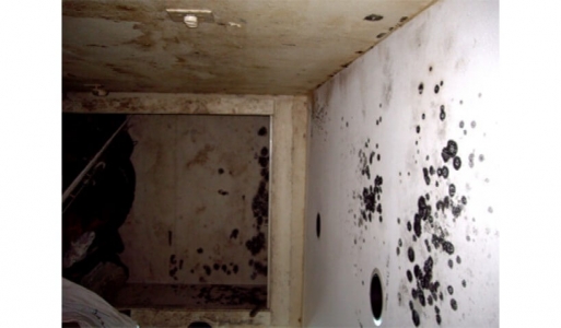 Igrasia: de ce apare, cum scapi de ea si cum ii previi aparitia in casa, posibile riscuri pentru sanatate